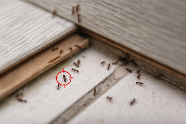 Best Termite Control Services  in Dassel, MN