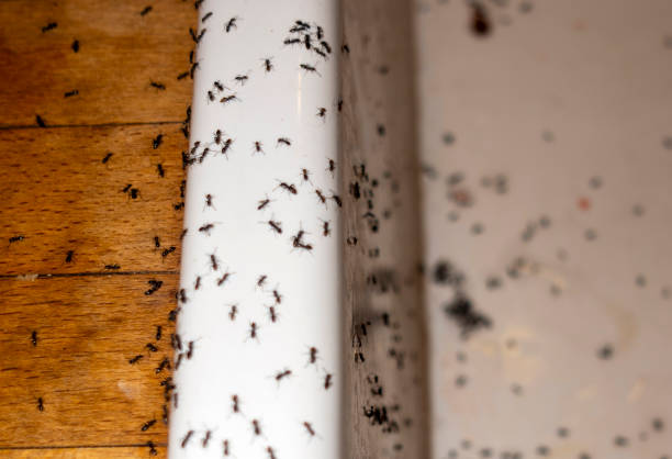 Wildlife Control Services in Dassel, MN