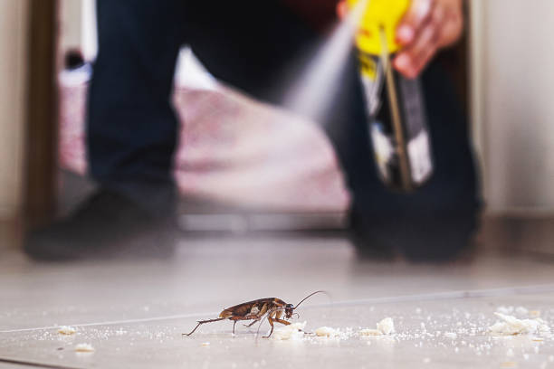 Best Mosquito Control Services  in Dassel, MN